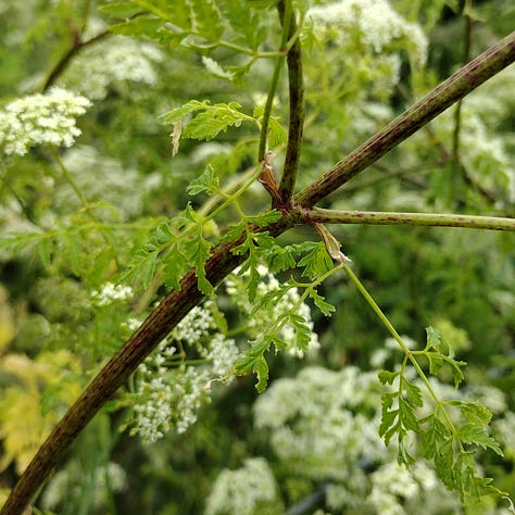 Stems of hemlock, smooth, green and mottled with purple. Large stands of flowers demonstrating the height, growing upwards of 7 foot.