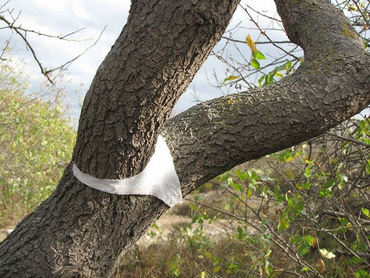 This may contain: an image of a tree that has been cut down and is in the process of being cleaned