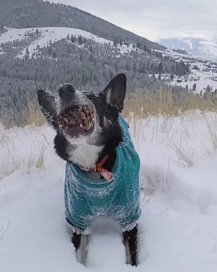 Dog chomping on cone