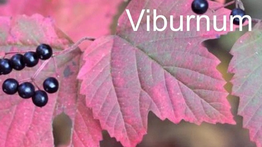 80-trees-shrubs 2 sun.jpg 80-trees-shrubs 2 sun.jpg