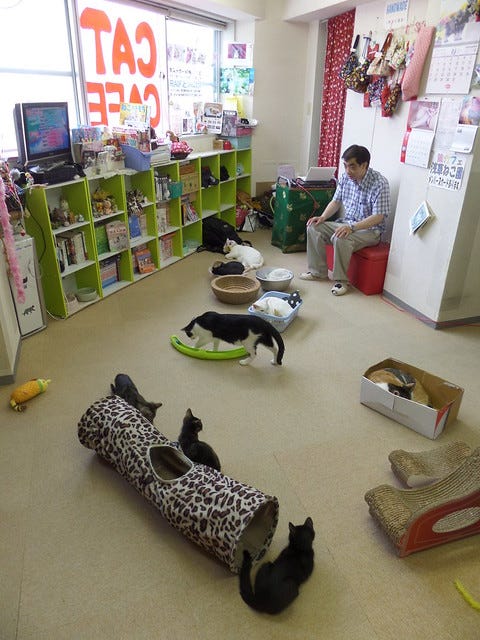 Asakusa Nekoen Cat Cafe Asakusa Nekoen Cat Cafe