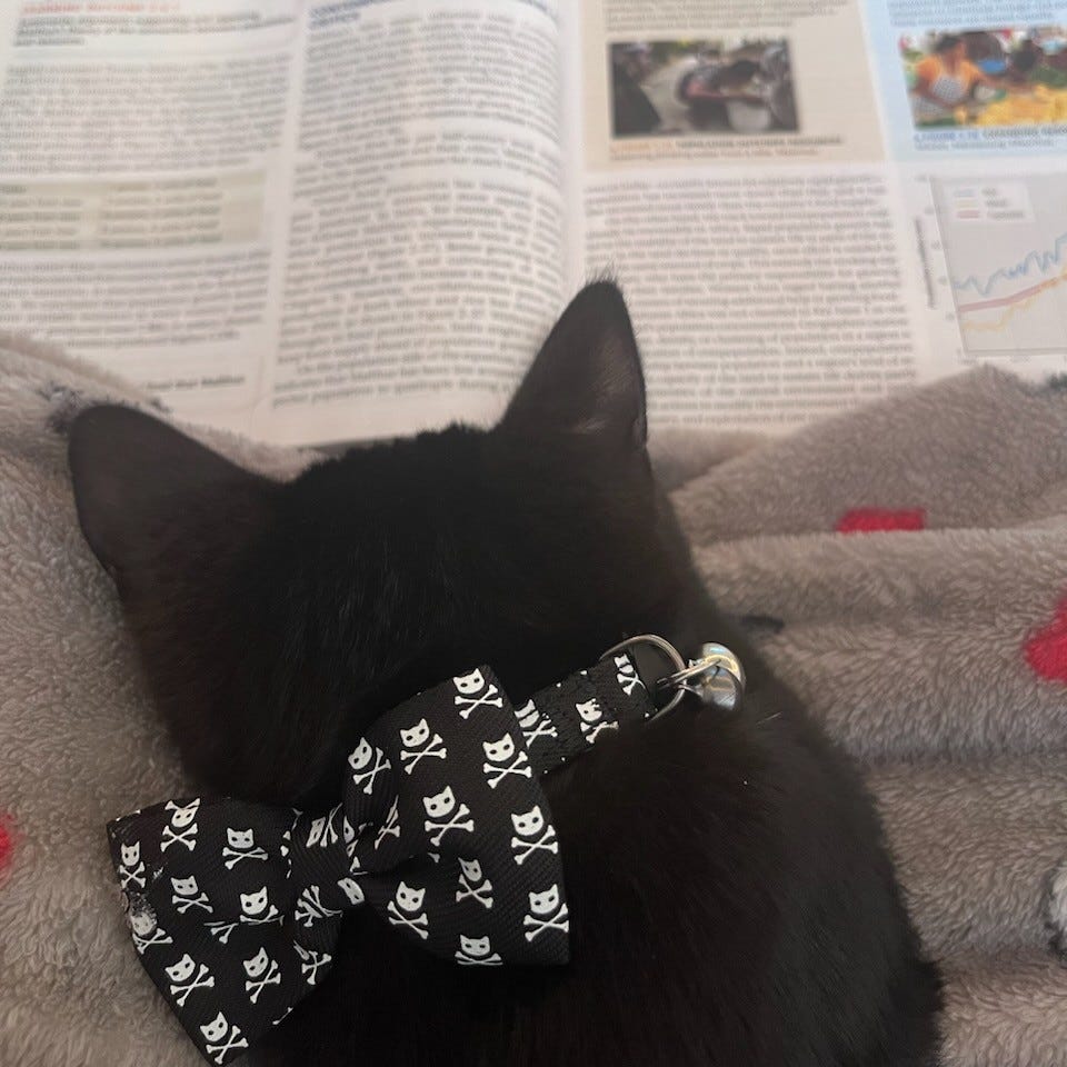 A small black kitten laying on a book with a skull and crossbones bowtie.
