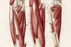 Muscles leg anatomy engraving 1886. Image credit: iStock