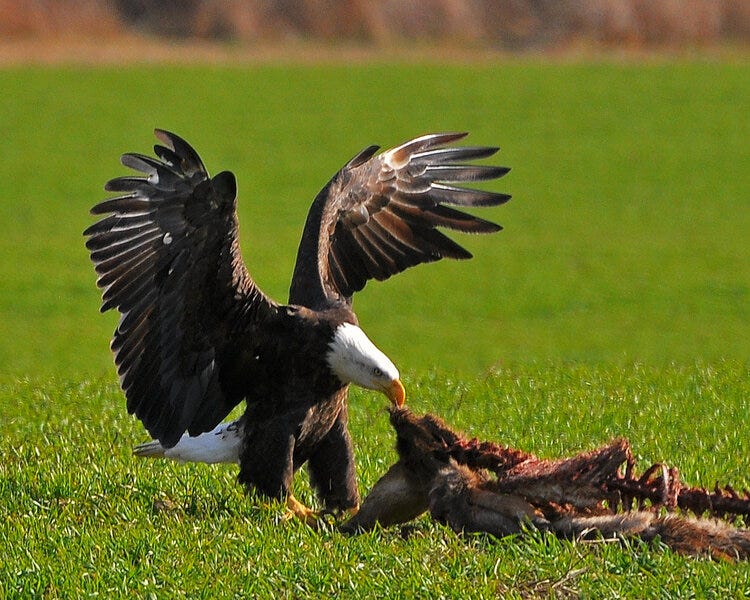 eagle18nov13096e5c8x10.jpg eagle18nov13096e5c8x10.jpg