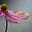 out of bloom,'s avatar