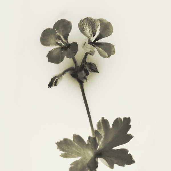 Image generated by Dalle 2. It resembles an old sepia toned botanical photograph. The plant looks like a geranium. It is contrasted against a light beige background.