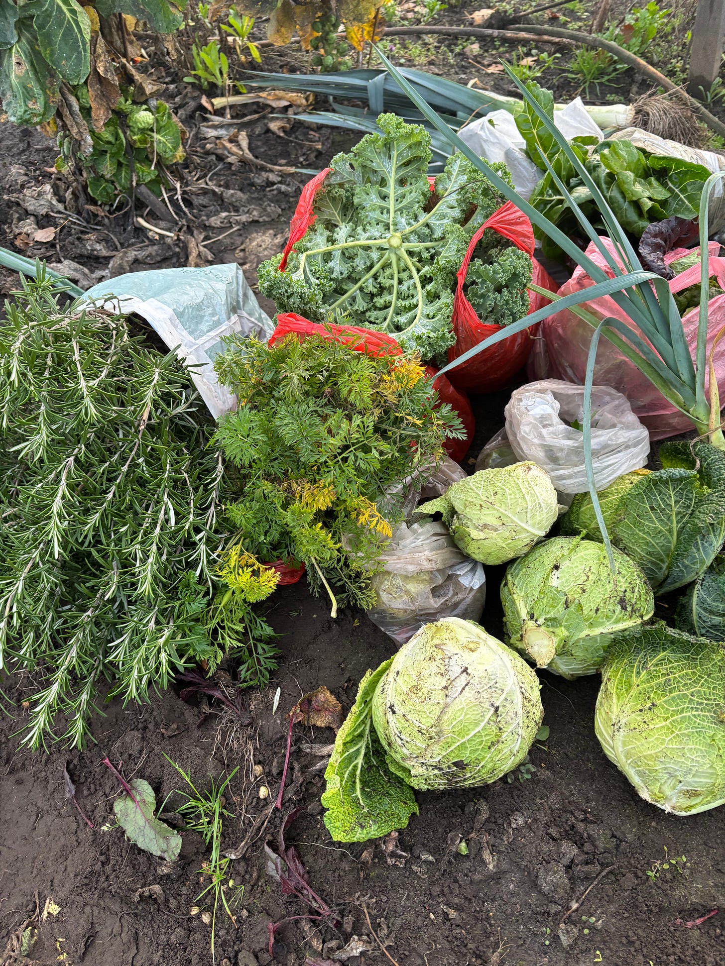 a cluster of leafy vegetables in plastic bags, crowded together on bare soil