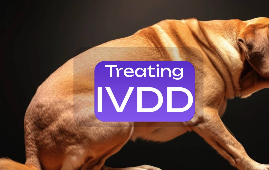 Supporting Dogs with IVDD: An Integrative Approach to Care and Recovery