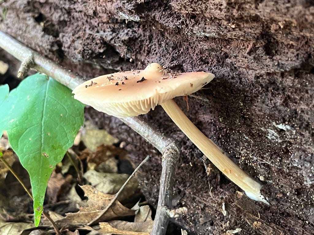 Mushroom Monday - by Aubrey Carter - Mushroom Monday
