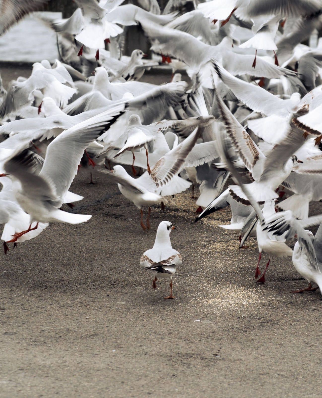 Flock of birds taking flight with one bird still on the ground in the center of the photo
