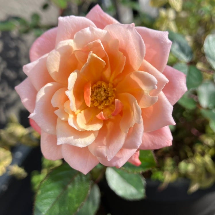 rose to the occasion