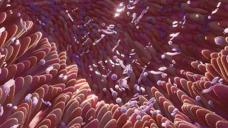 gut fungi genetics chronic disease risk