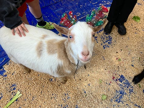 Photos of holiday decorations and farm animals