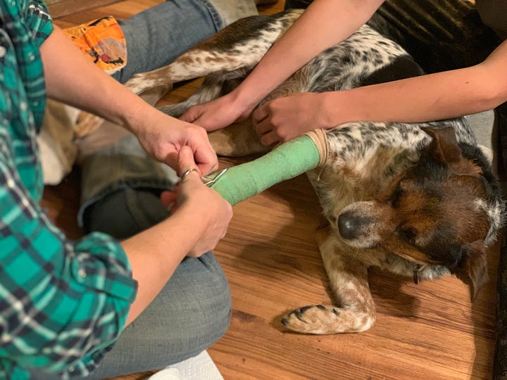 dog bandage splint