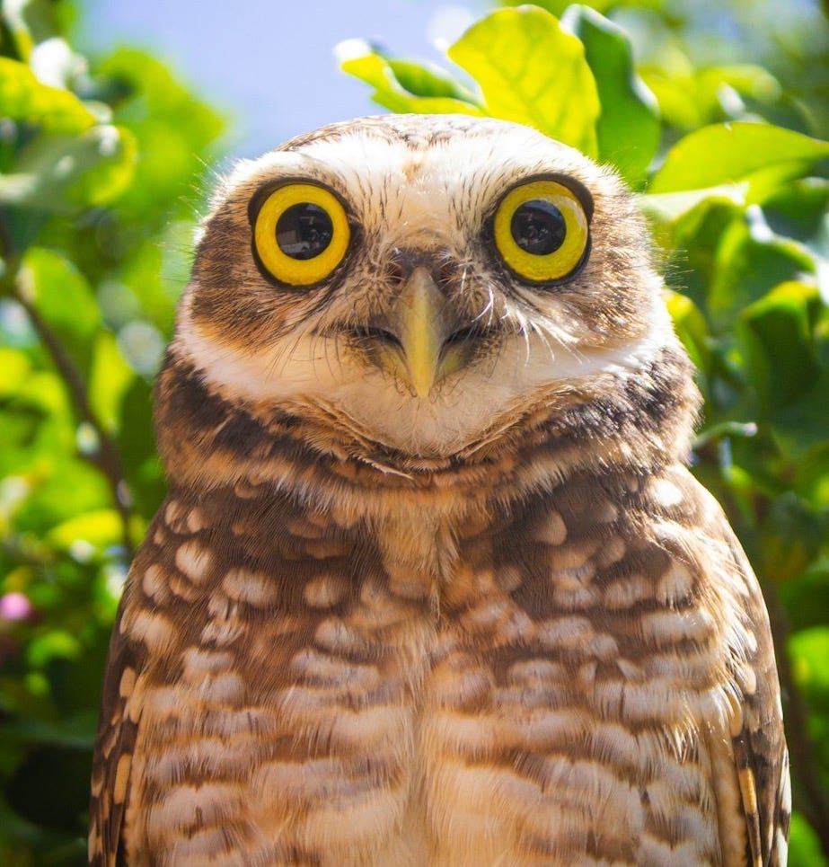 brown owl in green leaves during daytime