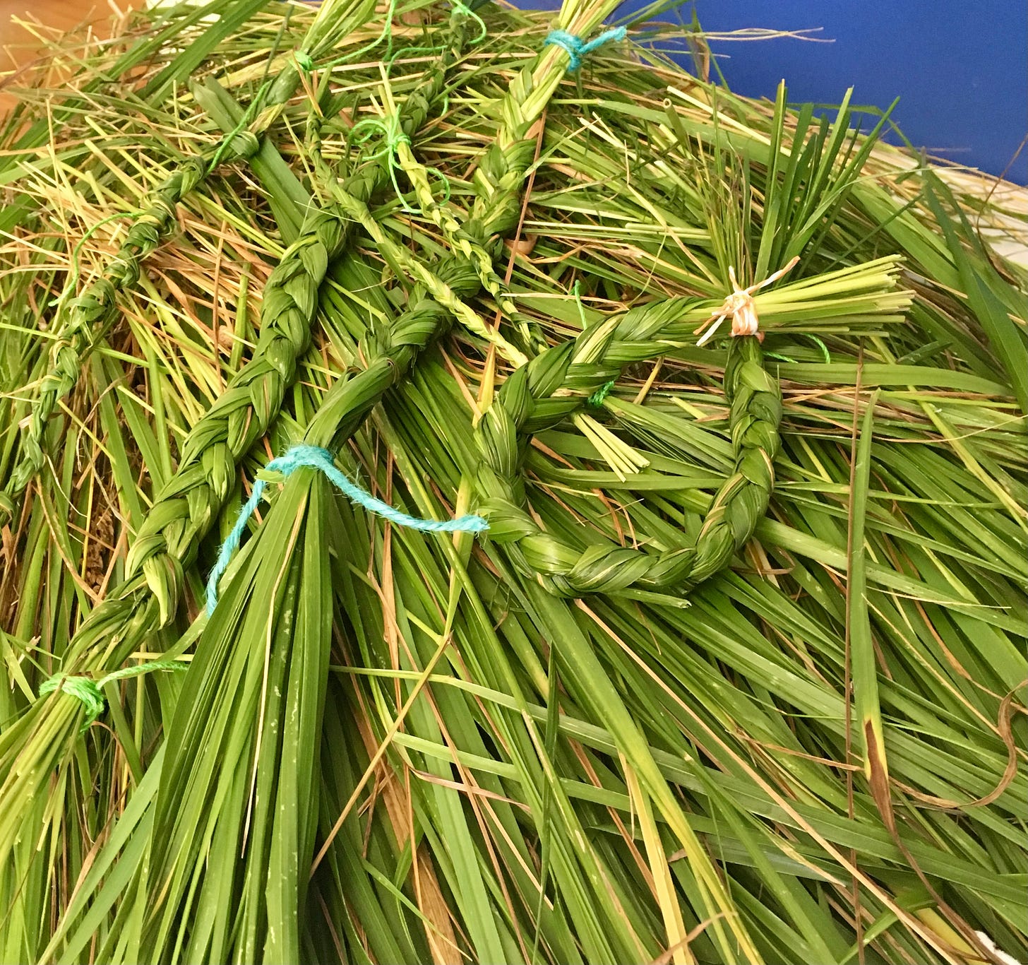 Harvested sweetgrass, ready to braid. Photo by JPC. 