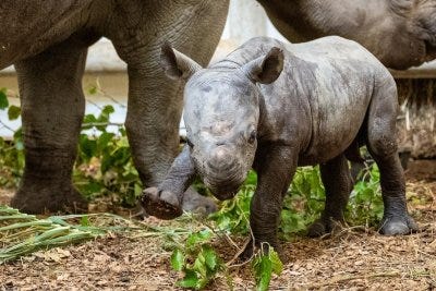 Ohio zoo asks for help naming newborn rhino calf