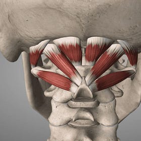 How the Eyes Shape Posture