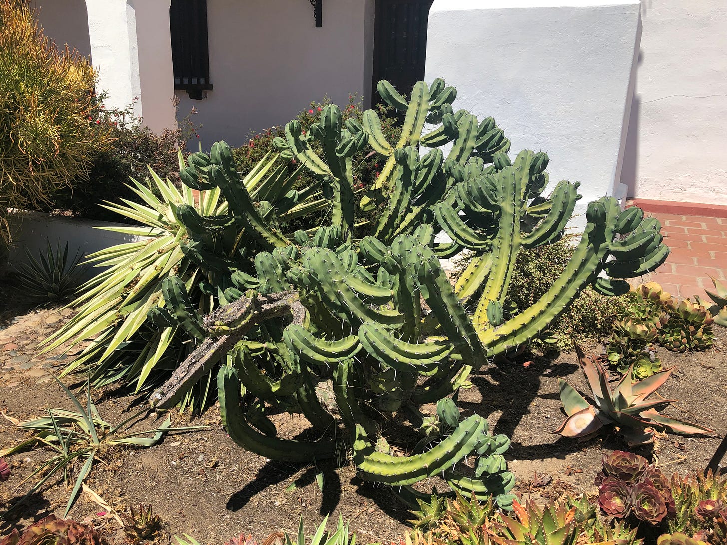 A large Peruvian apple cactus, similar to a prickly pear cactus. A large Peruvian apple cactus, similar to a prickly pear cactus.