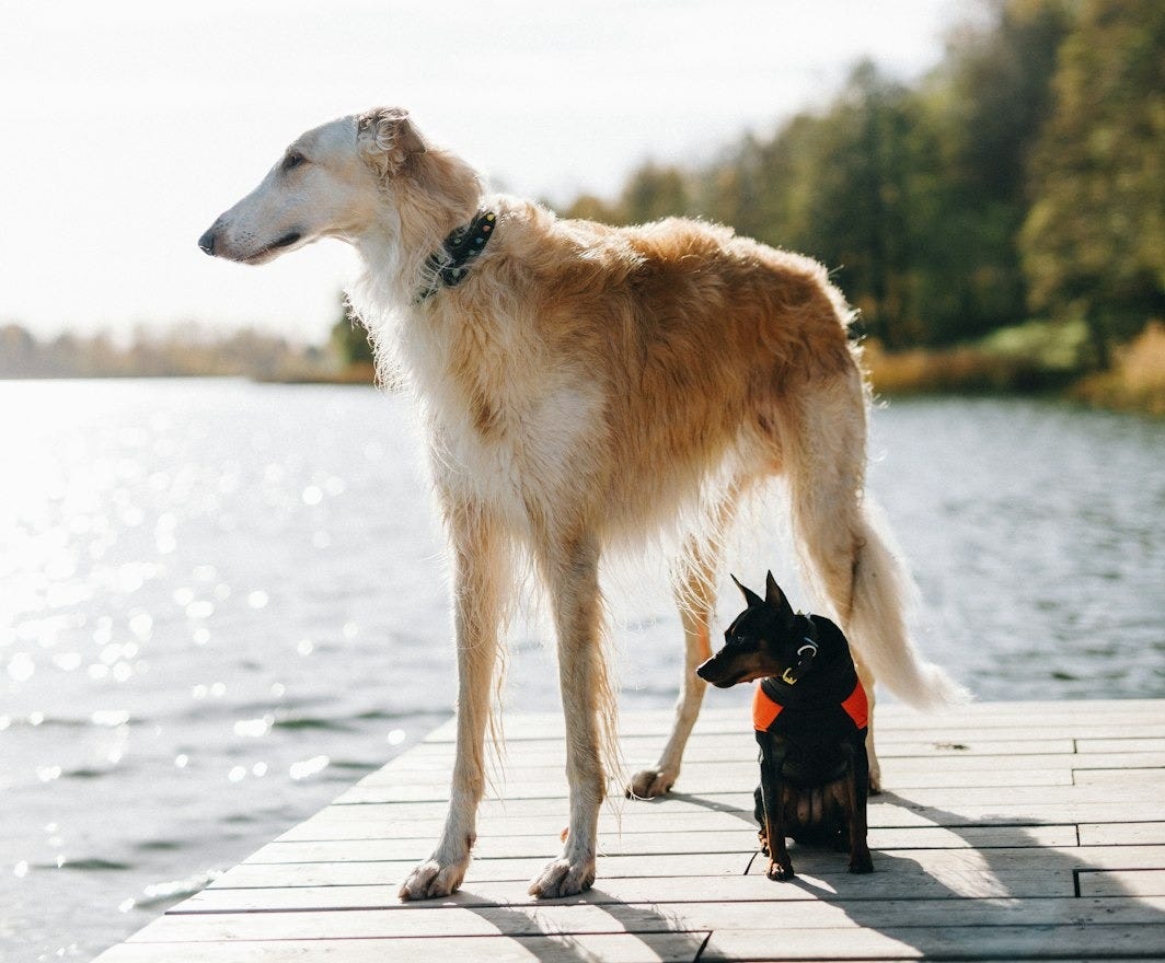 brown and white dog running on the beach during daytime