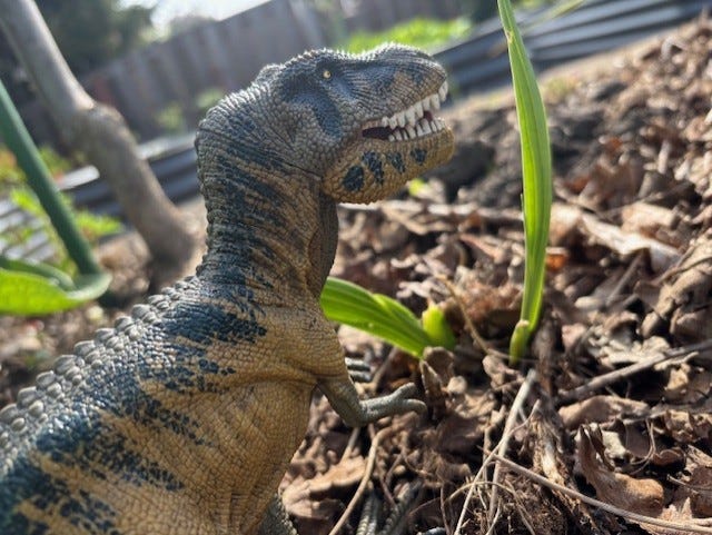 A plastic T. Rex in the garden