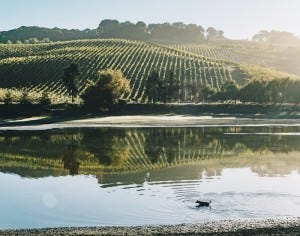 Cline's Sonoma Coast vineyards are Certified California Sustainable.
