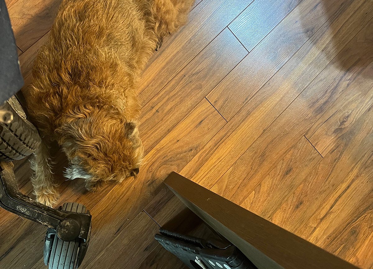 Looking down at Lucy the Border Terrier lying on the floor right next to Athena's power wheelchair. 
