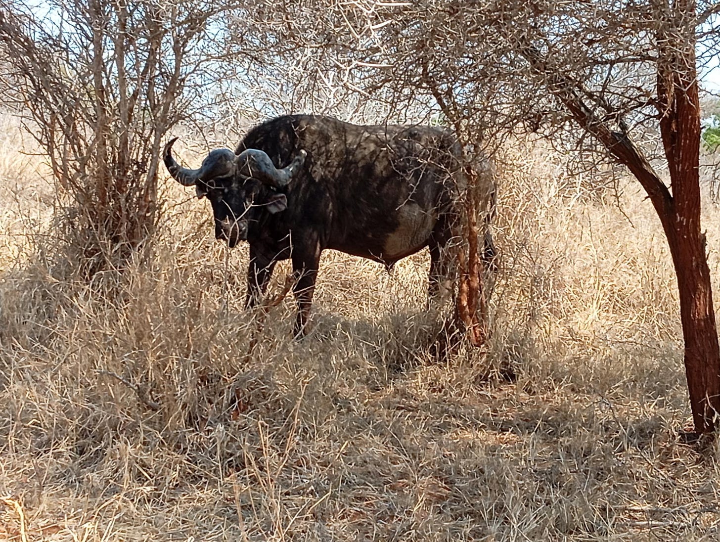 a wildebeest
