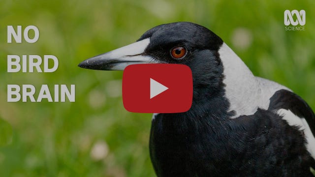 Magpies are even smarter than you think | Catalyst
