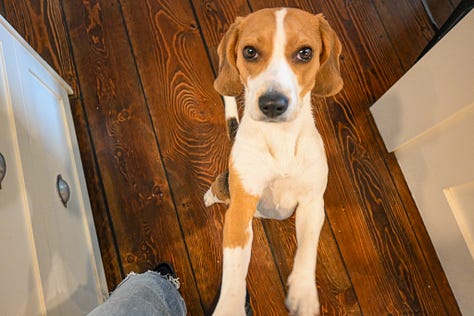 adorable beagle photos in cottage in Gibsons Canada