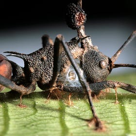 How the GOP became the party of zombies