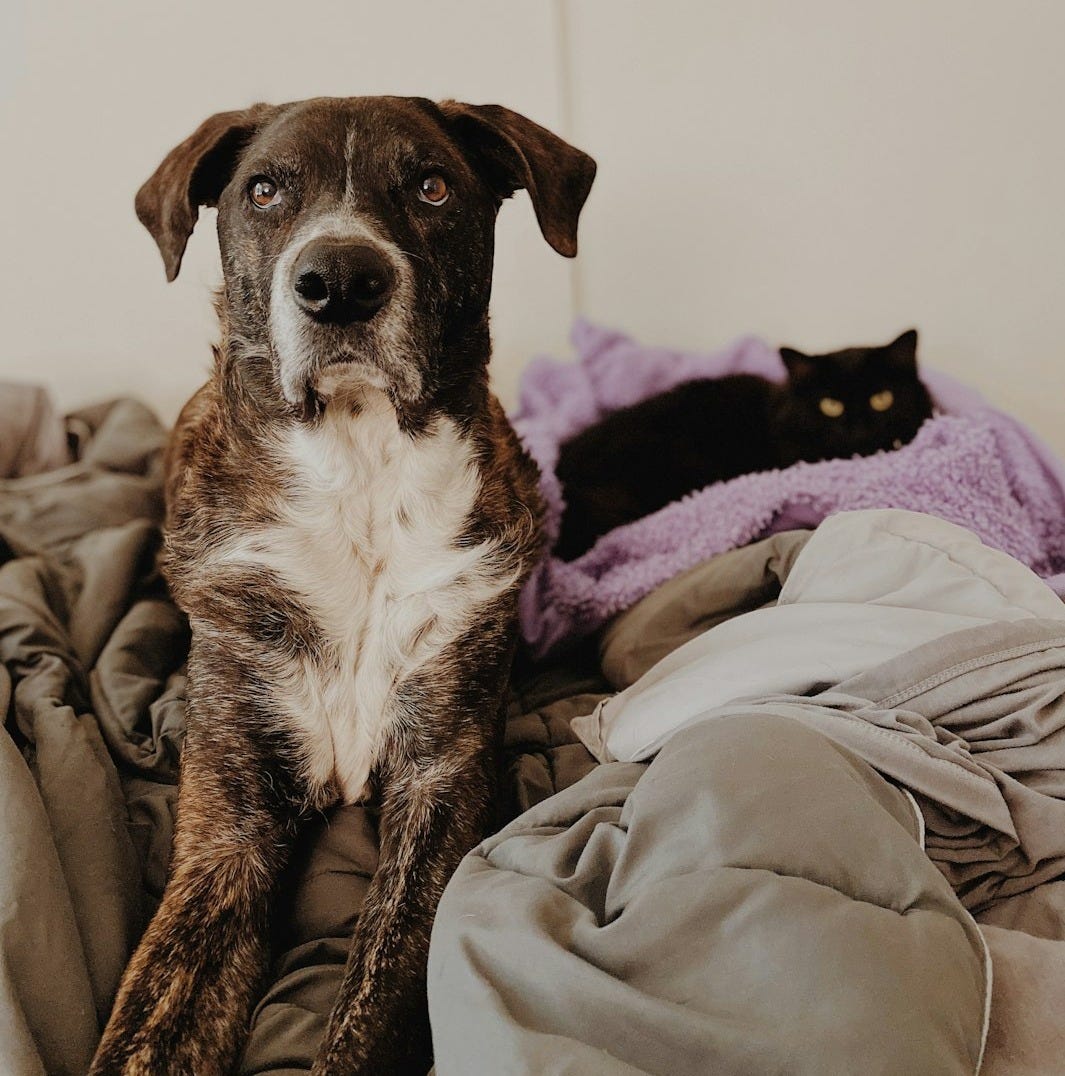 a dog laying on a bed next to a black cat a dog laying on a bed next to a black cat