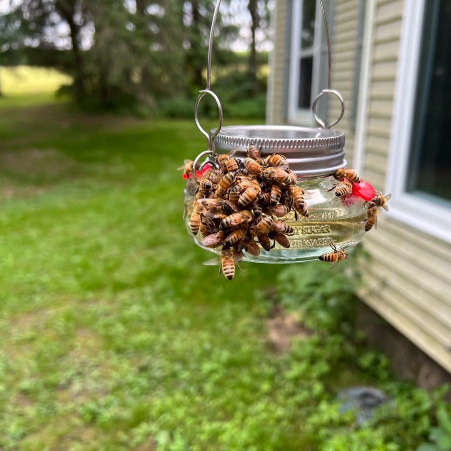 honeybees at a hummingbird feeder