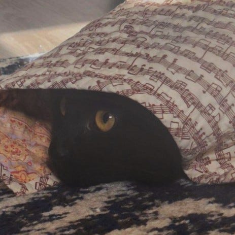 A gallery of four pictures of Sprite, a close up his face sideways, a closeup of his face poking out of a blanket, him stretching on his back on the couch, and him covering his faced with his paw.