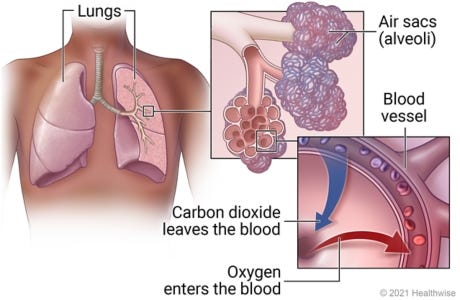 Gas exchange in the lungs