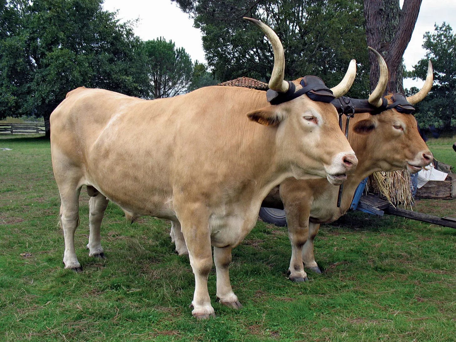 Two oxen with a yoke harness at a livestock fair, illustrating Francis Galton's 1906 wisdom of crowds experiment. Two oxen with a yoke harness at a livestock fair, illustrating Francis Galton's 1906 wisdom of crowds experiment.