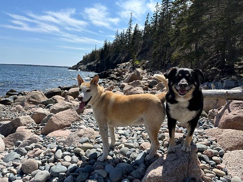 Photos of Liz, Seth, and the dogs on some adventures