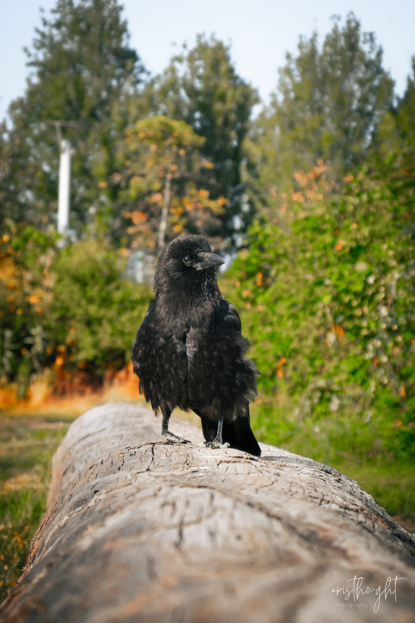 A photo of Fabian the crow perched on a log at a local park with some bushes and trees in the background.