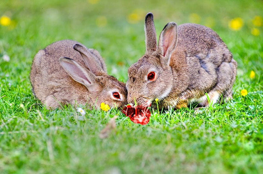 Downsizing virabbits