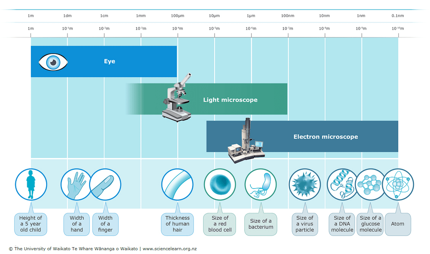 Magnification and resolution — Science Learning Hub