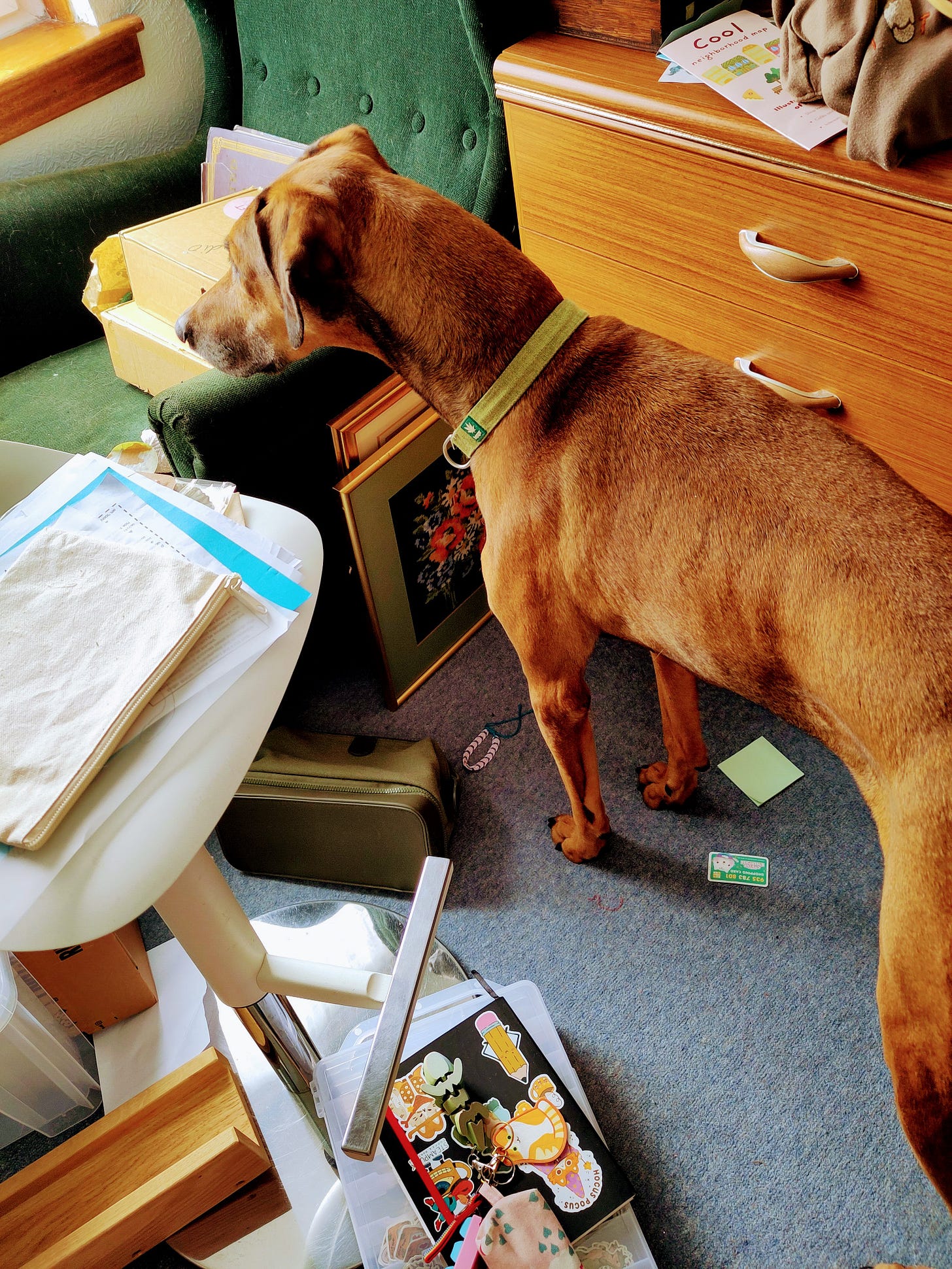 Picture of a reddish brown dog standing in a cluttered studio. Picture of a reddish brown dog standing in a cluttered studio.