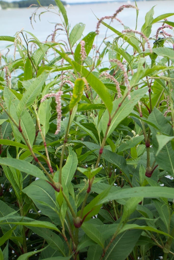 Pale Smartweed - Persicaria lapathifolia Pale Smartweed - Persicaria lapathifolia