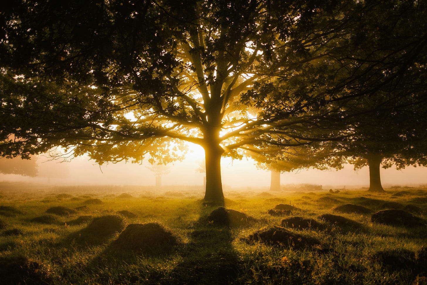 Large tree in a meadow, backlit by the setting sun