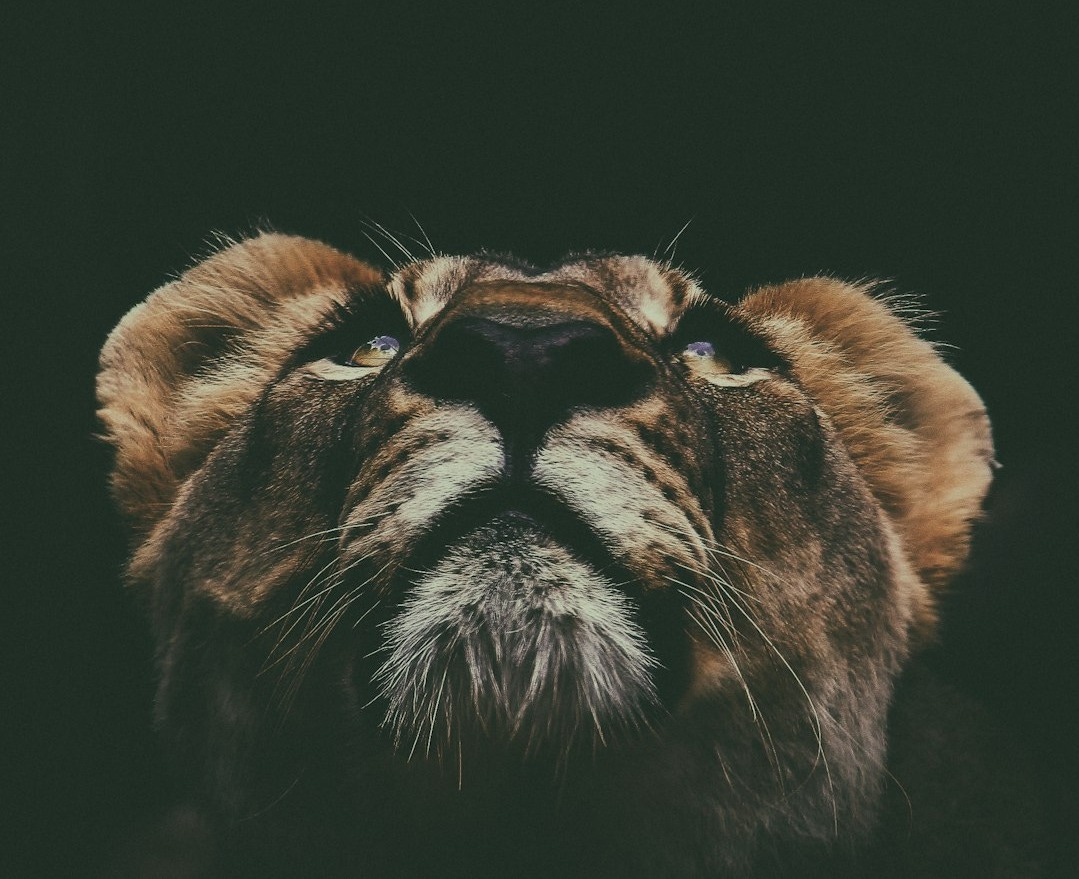 brown lion looking up in macro lens photography