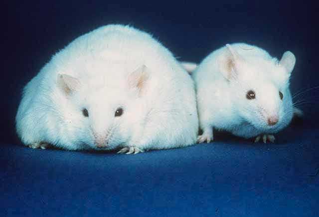 ob/ob mouse - Wikipedia