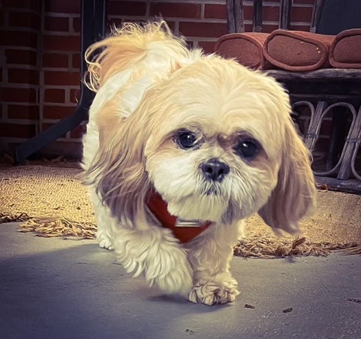 A small white dog walking on a rug

AI-generated content may be incorrect.