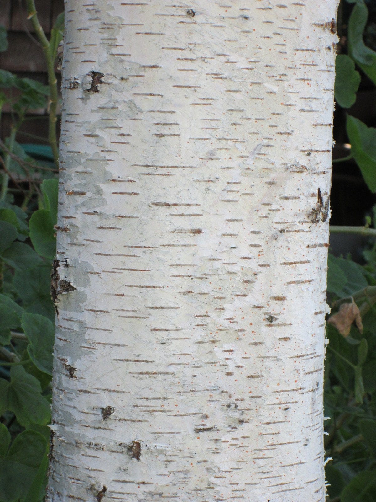 Free Birch Tree Bark 1 Stock Photo - FreeImages.com Free Birch Tree Bark 1 Stock Photo - FreeImages.com