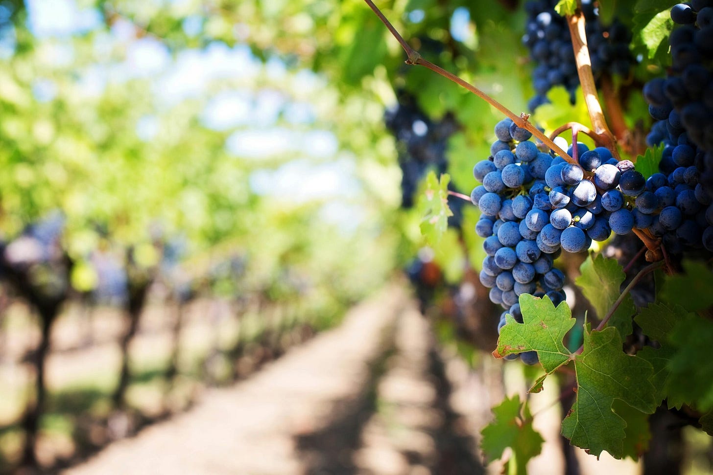 Mukuzani wine grapes