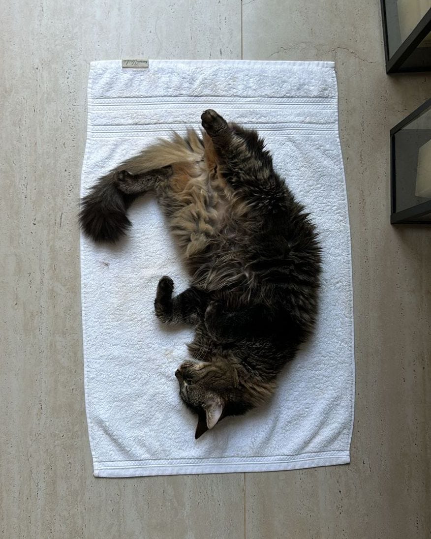 Athena, a long-haired tabby with golden eyes, lies comfortably on a soft white towel. Her fluffy fur blends shades of brown, black, and tan, and she appears relaxed, stretching out as she enjoys the warmth of the towel. The texture of her coat is highlighted by the gentle light. Athena, a long-haired tabby with golden eyes, lies comfortably on a soft white towel. Her fluffy fur blends shades of brown, black, and tan, and she appears relaxed, stretching out as she enjoys the warmth of the towel. The texture of her coat is highlighted by the gentle light.