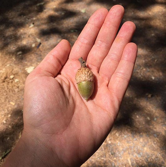 Acorn in hand.jpg